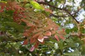 Image result for Albizia glaberrima