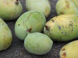 Here we provide fruit trees for sale in many sizes and types. Meet West Virginia S Unique Fruit The Pawpaw Almost Heaven West Virginia Almost Heaven West Virginia