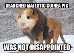 Pin On Guinea Pig Memes