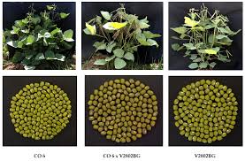 Image result for Vigna radicans