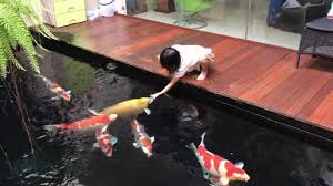3 Hal Yang Wajib Dimiliki Untuk Memelihara Ikan Koi Halaman All Kompasiana Com