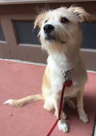 Although the jrt is not an akc recognized breed, it is a tenacious, athletic and highly energetic breed that loves digging. Golden Jack Retriever Dog Breed Information And Pictures