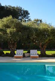 Olive Tree Lounge Italiantetuscan Pool By Greenblott Design Pool Landscape Design Pool Landscaping Landscape Design