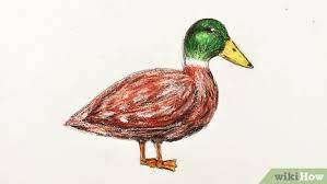 Berikut ini kumpulan contoh gambar yang anda cari, kami sediakan dengan rapi dan baik hanya dengan itu kalian dapat gunakan gambar yang akan kita berikan. 5 Cara Untuk Menggambar Bebek Wikihow