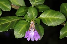 Image result for Sclerochiton harveyanus