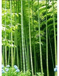 Bambusa Arundinacea Medicinal Plants Pack Of 60 Bamboo Bamboo Seeds Bamboo Plants Plants