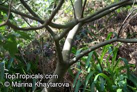 Image result for Solanum mauritianum