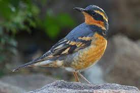 The rich, whistling song of the baltimore oriole, echoing from treetops near homes and parks, is a sweet herald of spring in eastern north america. Birds With Orange Plumage Around The World