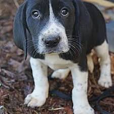 Maybe you would like to learn more about one of these? Pin On Help Save The Dogs Please 2nd Pg