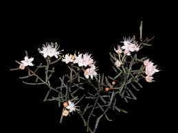 Image result for Ptaeroxylaceae