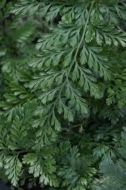 Image result for Zehneria parvifolia