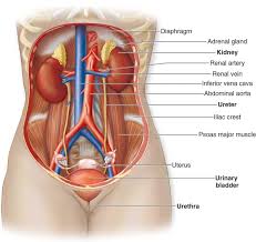 Pengeluaran urine yang berlebihan disebut diuresis. Sistem Ekskresi Other Quiz Quizizz