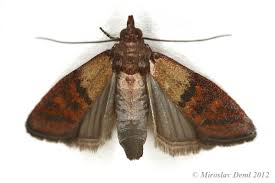 Image result for "plodia interpunctella"