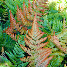 Image result for Dryopteris