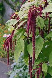 How To Grow Love Lies Bleeding Amaranthus Caudatus Gardener S Path