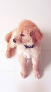 Puppy Love Cute Animal Nature Sitting Dog Blue Iphone 6 Wallpaper Puppy Wallpaper Cute Dog Wallpaper Dog Wallpaper Iphone