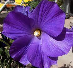 Plantfiles Pictures Blue Hibiscus Lilac Hibiscus Purple Hibiscus California Hibiscus Mood Indigo Al Purple Hibiscus Purple Wedding Flowers Blue Hibiscus