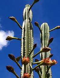 The epiphyllum oxypetalum, which is also called the queen of the night cactus, is a perennial that can grow to be up to 10 feet tall. Queen Of The Night Cactus Cereus Jamacaru