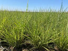 Image result for Oxyanthus troupinii