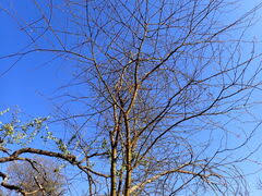 Image result for Acacia kirkii