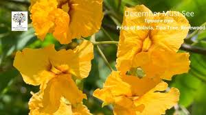 Image result for Tipuana