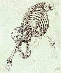 Pin By Aonginus On S K E T C H B O O K Skeleton Drawings Animal Skeletons Skeleton Anatomy