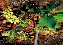 Image result for Combretum collinum