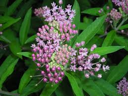 Maybe you would like to learn more about one of these? Perennials Master Gardeners Of Northern Virginia