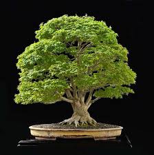 It shows the tenacious fight of a tree against elements to create a true miniature replica of what we admire in nature. Bonsai Podcast Bonsai Empire