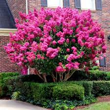 Pink Velour Crape Myrtle At Brighter Blooms Nursery Trees To Plant Myrtle Tree Flowering Trees