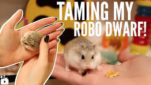 How long do robo dwarf hamsters live for? Taming My Roborovski Hamster Youtube