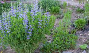 Check spelling or type a new query. 21 Best Purple Perennial Flowers For Your Garden
