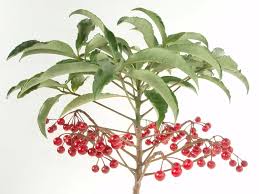 Image result for Ardisia