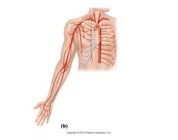 Arteries labeled diagram 12641388711463760219arterial system en. Arteries Upper Body Quiz