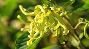 Meskipun mempunyai ukuran yang bias dikatakan kecil tapi mengeluarkan aroma terapi yang dapat. Bunga Kenanga Hijau Bisa Sembuhkan Kanker Payudara