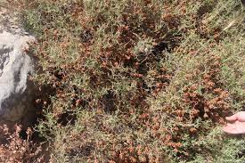 Image result for Sarcophrynium