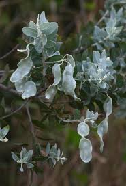 Image result for Acacia podalyriifolia