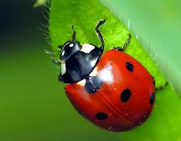Curiosidades sobre la mariquita