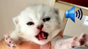 صوت قطة صغيرة محفز صوت القطط اسمعها لقططك واخبرنا بلنتيجة Cat Voice Youtube