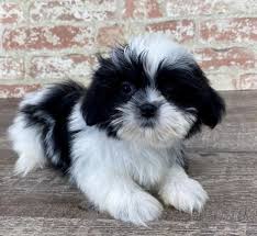 See more ideas about pekingese puppies, shitzu puppies, shitzu dogs. Shih Tzu Puppy Stolen From Petland Kennesaw Police Say News Mdjonline Com