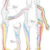 The sciatic nerve is one of the larger nerves in the human body, running from the lower back region to the lower limbs. 1