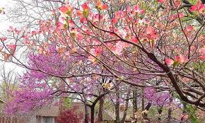 Red flowering trees in southern california. Popular Winter Blooming Trees Perfect Plants Nursery