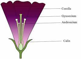 4 Plant Reproductive Systems Plantbreeding