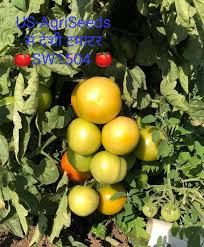 We did not find results for: Tomato Sw 1504 Agricultural Updates Facebook