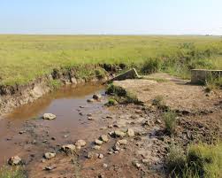 Image result for Limosella maior