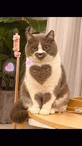 A Paradise For Choosing Pet Products Pets Best Hahaget Video Video Cute Animals Cute Baby Animals Cute Baby Cats
