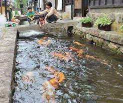 Kolam ikan paling tidak dibersihkan tiap satu minggu sekali. Perencanaan Sebelum Membangun Kolam Koi Www Jualikankoi Co Id