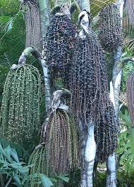 Image result for Caryota