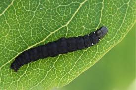 Image result for Scrobipalpula diffluella