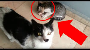 Das müßt ihr euch ansehen. Susse Katzenbabys Katzentube